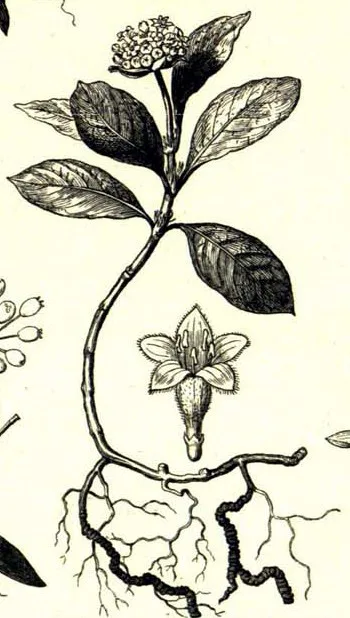 Indrayan Ki Jad (Citrullus colocynthis) — root