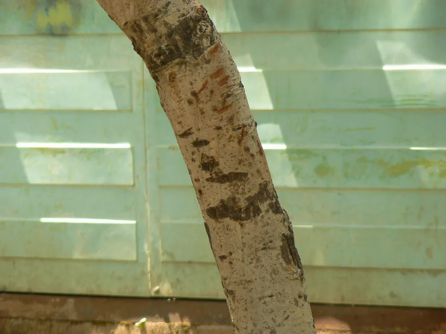 Irimeda Chhal (Kwath) (Acacia leucophloea) — bark