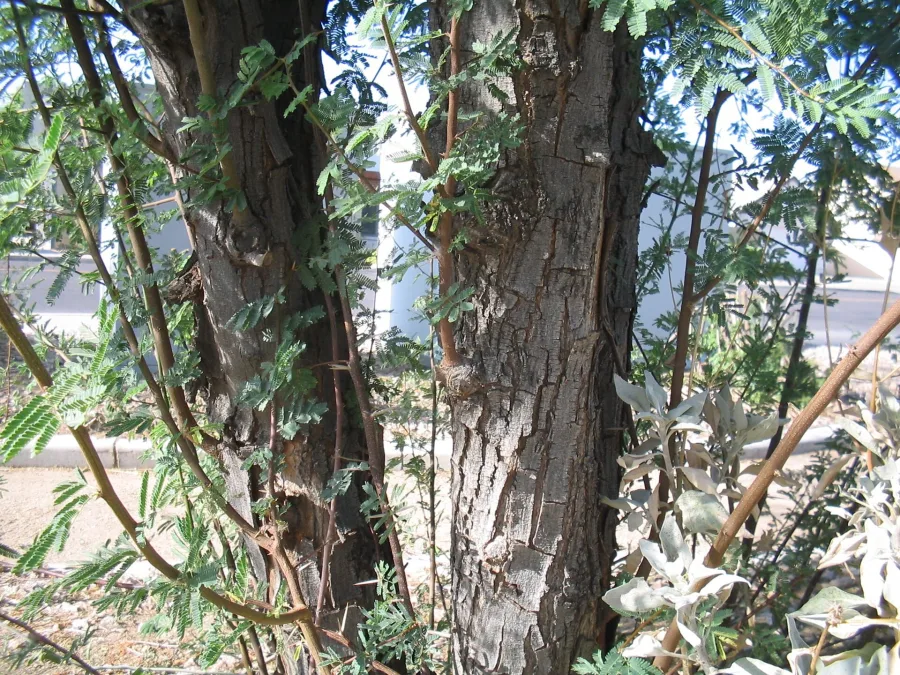 Irimeda (Vachellia farnesiana) — bark