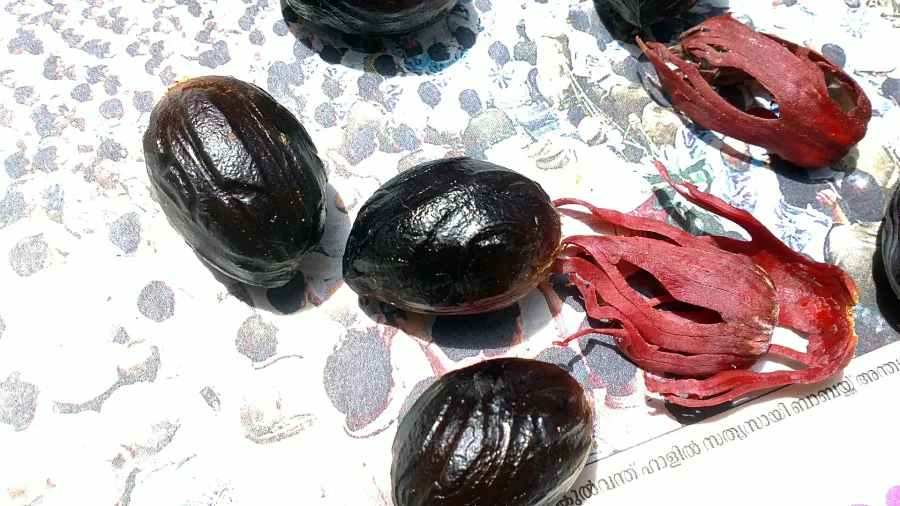 Javitri (Myristica fragrans) — seed