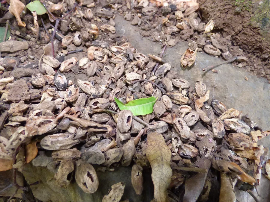 Jambu (Syzygium cumini) — seed