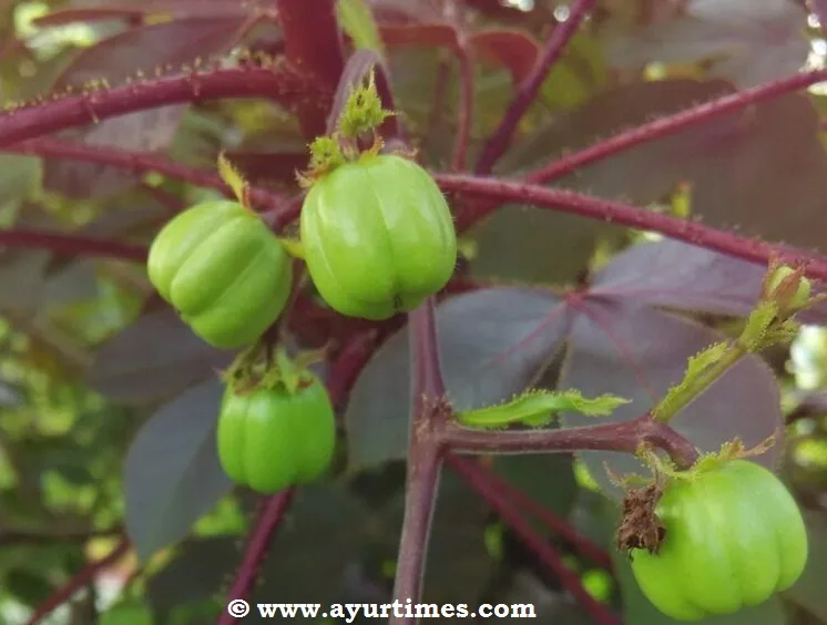 Jamalgota (Croton tiglium) — root