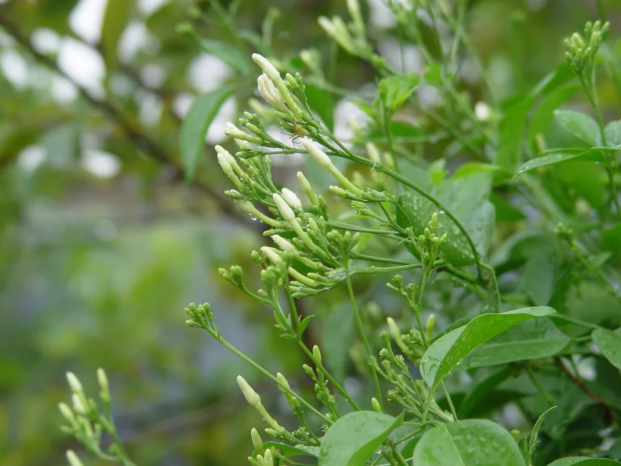 Jati (Jasminum grandiflorum) — leaf