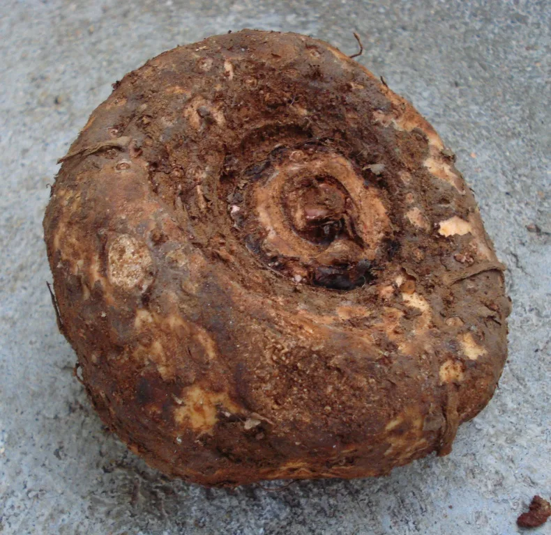 Jimi Kand (Suran) (Amorphophallus paeoniifolius) — tuber