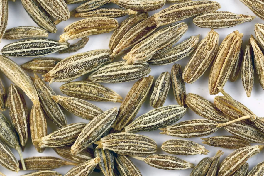 जीरा (Cuminum cyminum) — fruit