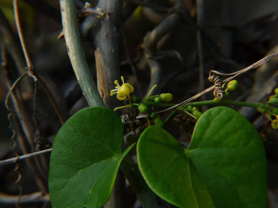 Jeevanti (Leptadenia reticulata) — leaf