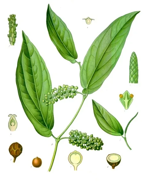 Kababchini (Piper cubeba) — fruit