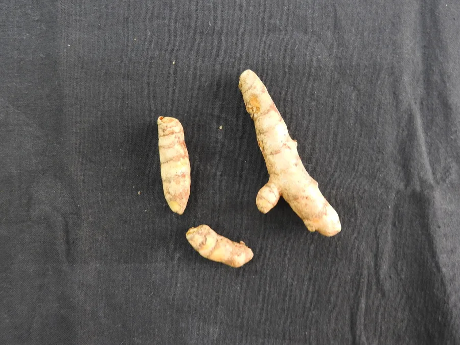 कचूर (Curcuma zedoaria) — rhizome