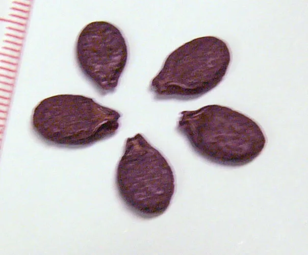 Kadvi Torai Beej (Luffa acutangula) — seed