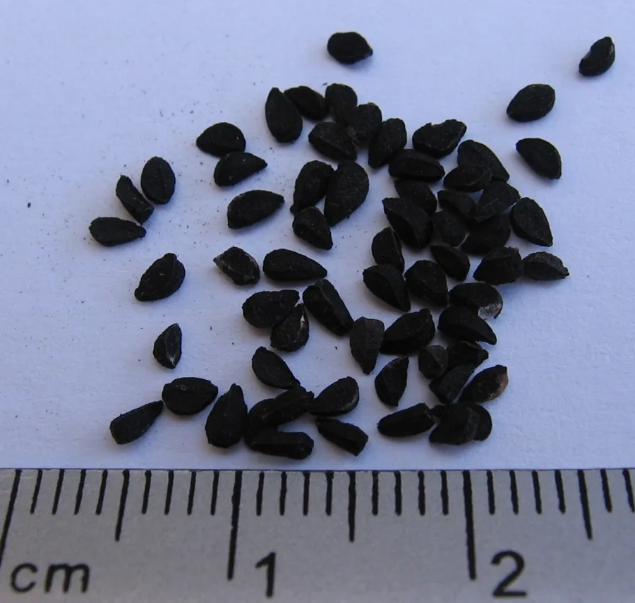 कलौंजी (Nigella sativa) — seed