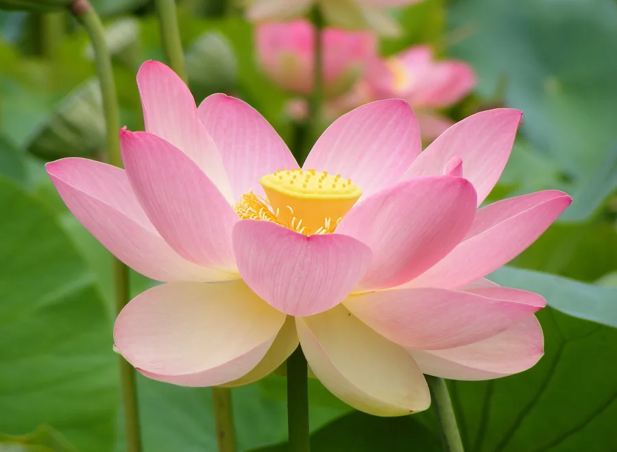 Kamala (Nelumbo nucifera) — flower