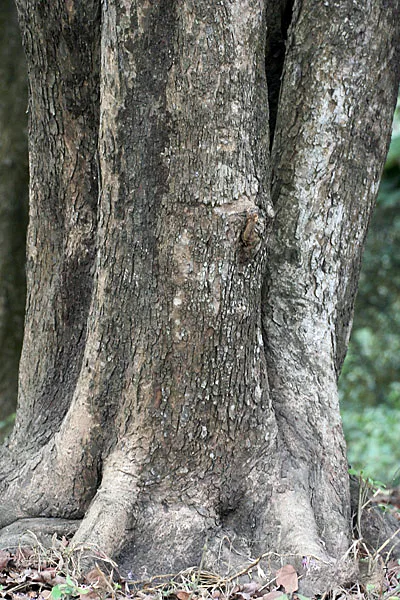 कचनार (Bauhinia variegata) — bark