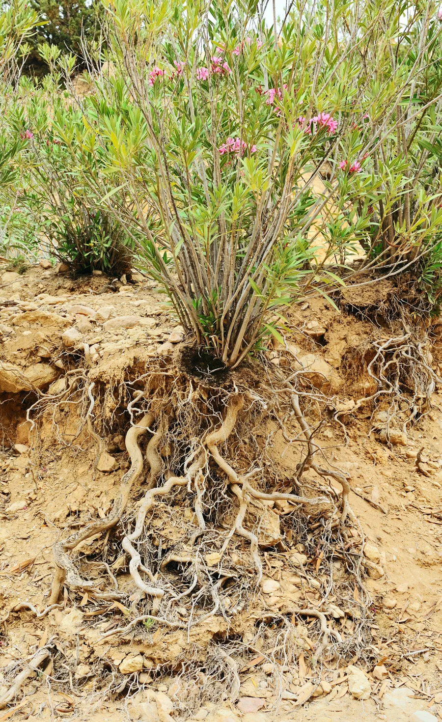 Kaner ki Jadh (Nerium odorum) — root