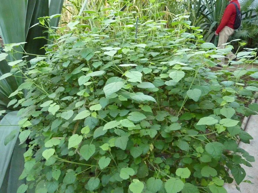 Atibala (Abutilon indicum) — whole plant