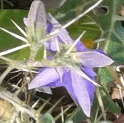 कटेरी, भटकटैया (Solanum virginianum) — whole plant