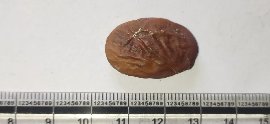 Karanja (Pongamia pinnata) — seed