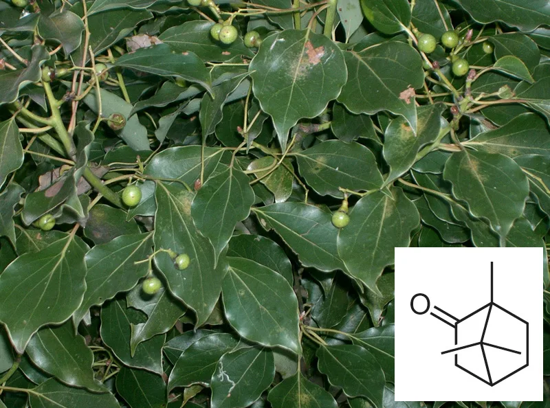 कपूर (Cinnamomum camphora) — crystalline distillate