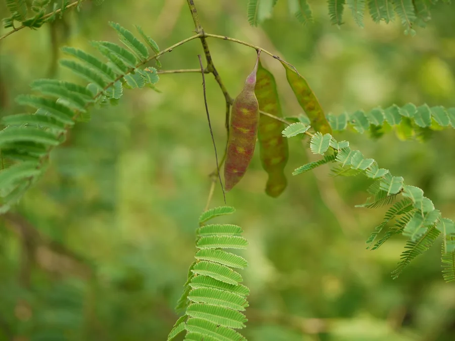 Khadira (Senegalia catechu) — heartwood
