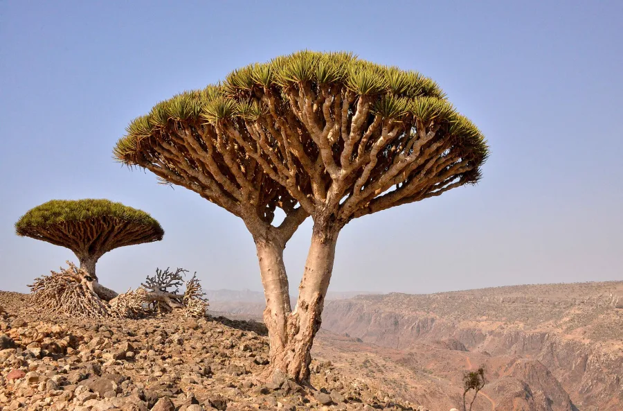 खून खराबा (Dracaena cinnabari) — resin