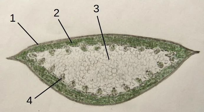 घृतकुमारी, ग्वारपाठा (Aloe vera) — leaf