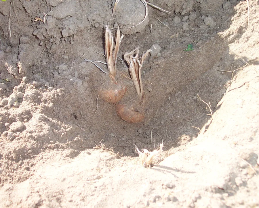 केसर (Crocus sativus) — stigma