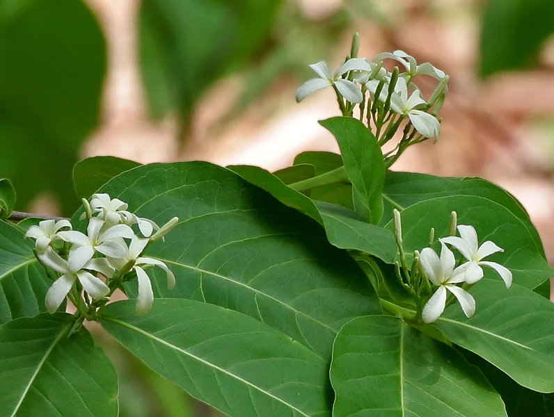 कुटज, कुड़ा (Holarrhena antidysenterica) — bark