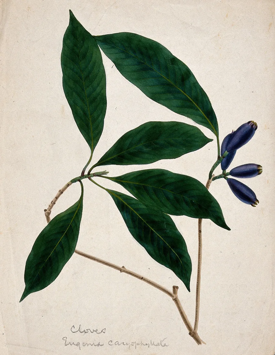 Lavanga (Syzygium aromaticum) — flower bud