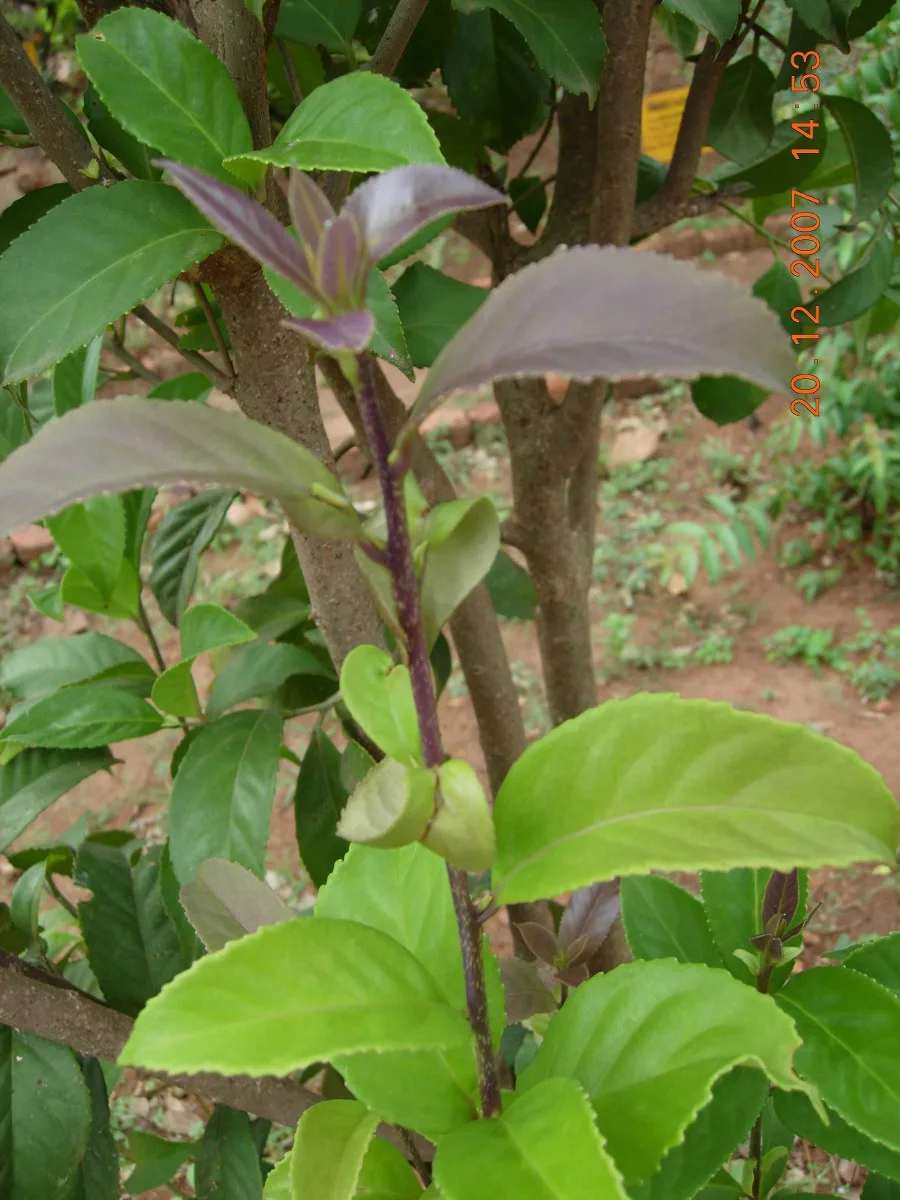 Lodhra (Symplocos racemosa) — bark