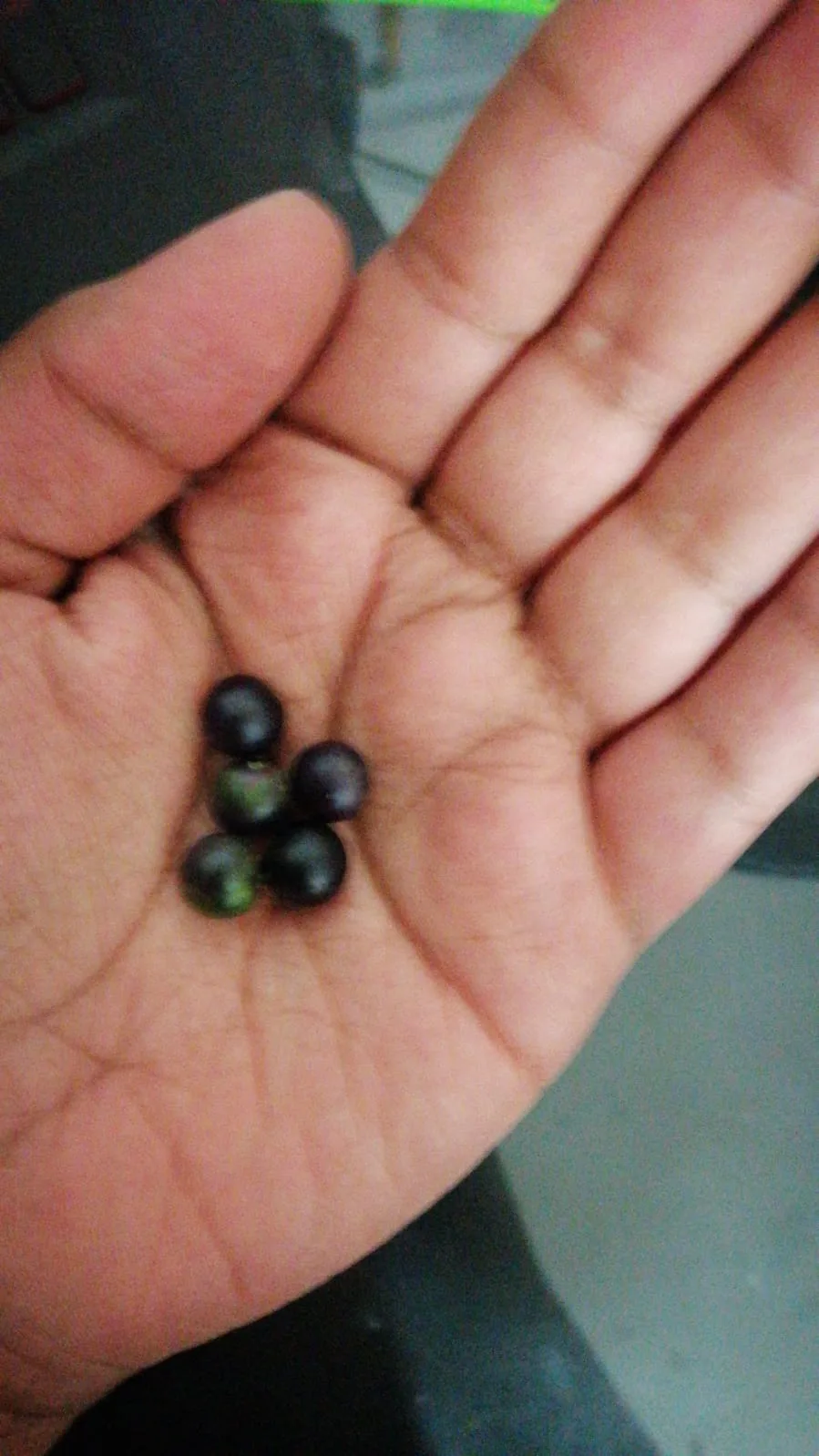Makoya (Solanum nigrum) — fruit