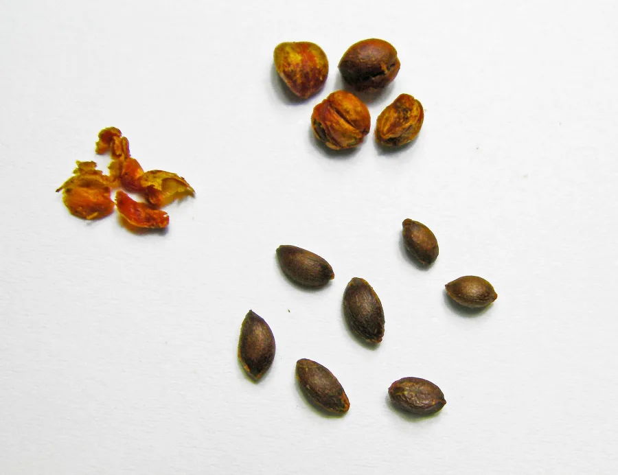 मालकांगनी (Celastrus paniculatus) — seed