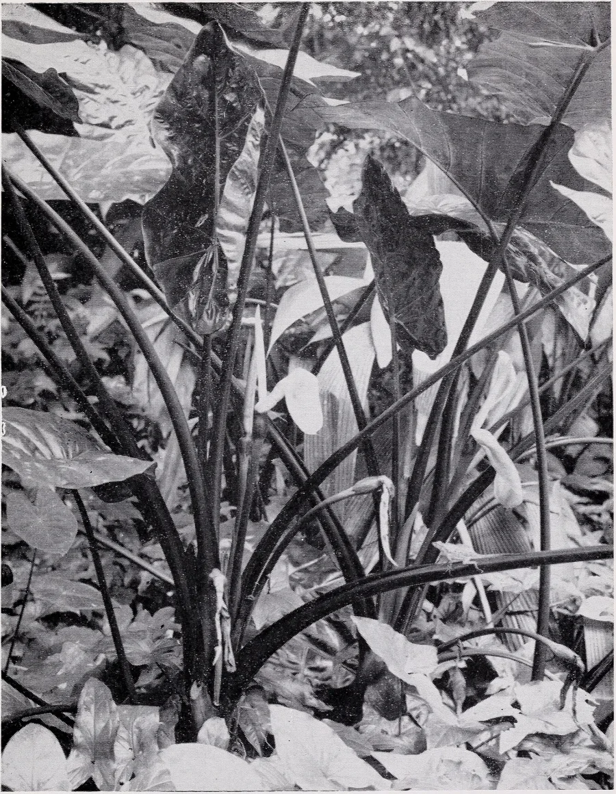 Manakand Swarasa (Alocasia indica) — rhizome