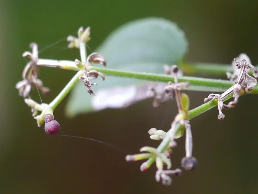 Manjistha (Rubia cordifolia) — root