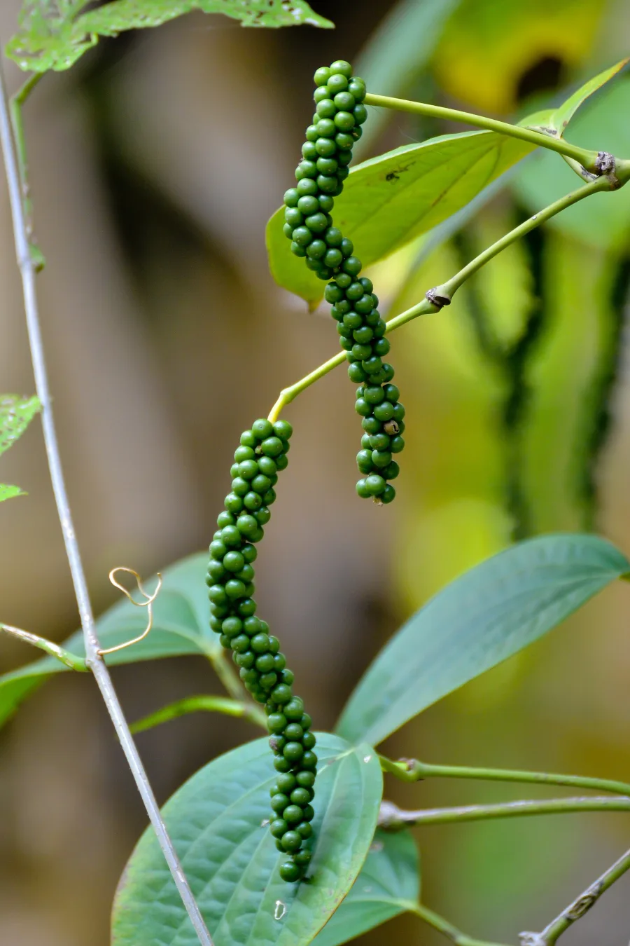 Maricha (Piper nigrum) — fruit