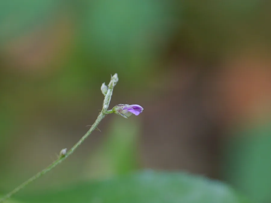 माषपर्णी (Teramnus labialis) — whole plant
