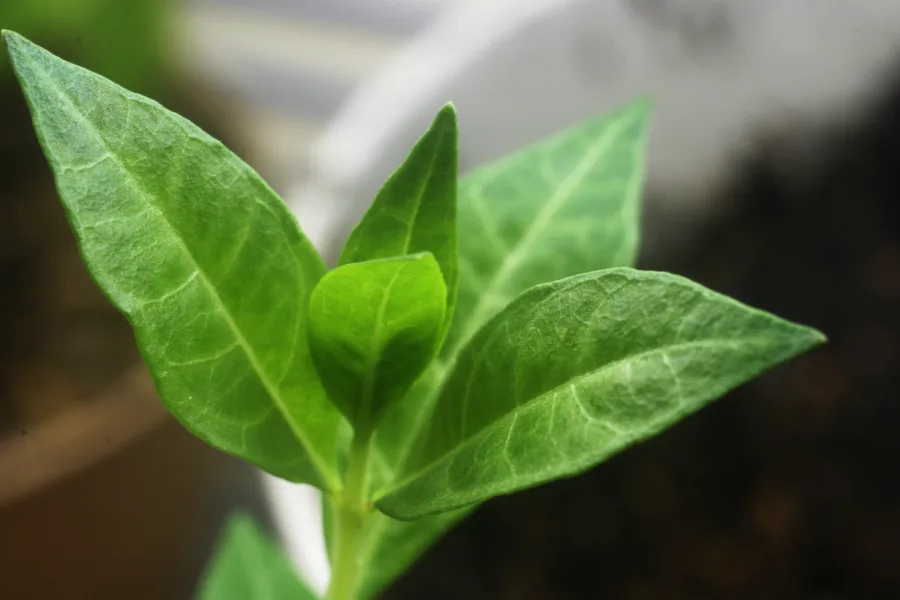 मेहंदी (Lawsonia inermis) — leaf