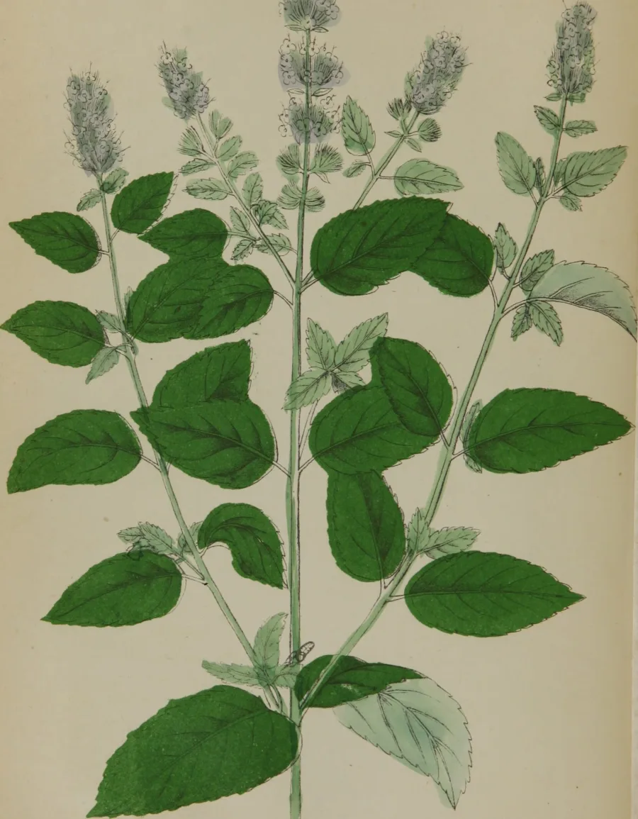 पुदीना सत्त्व (Mentha piperita) — extract