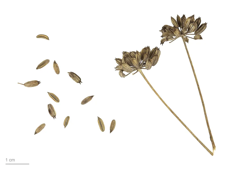 सौंफ (Foeniculum vulgare) — fruit