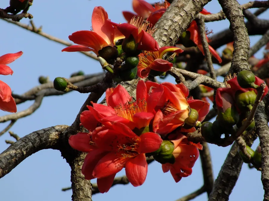 मोचरस (Bombax ceiba) — exudate