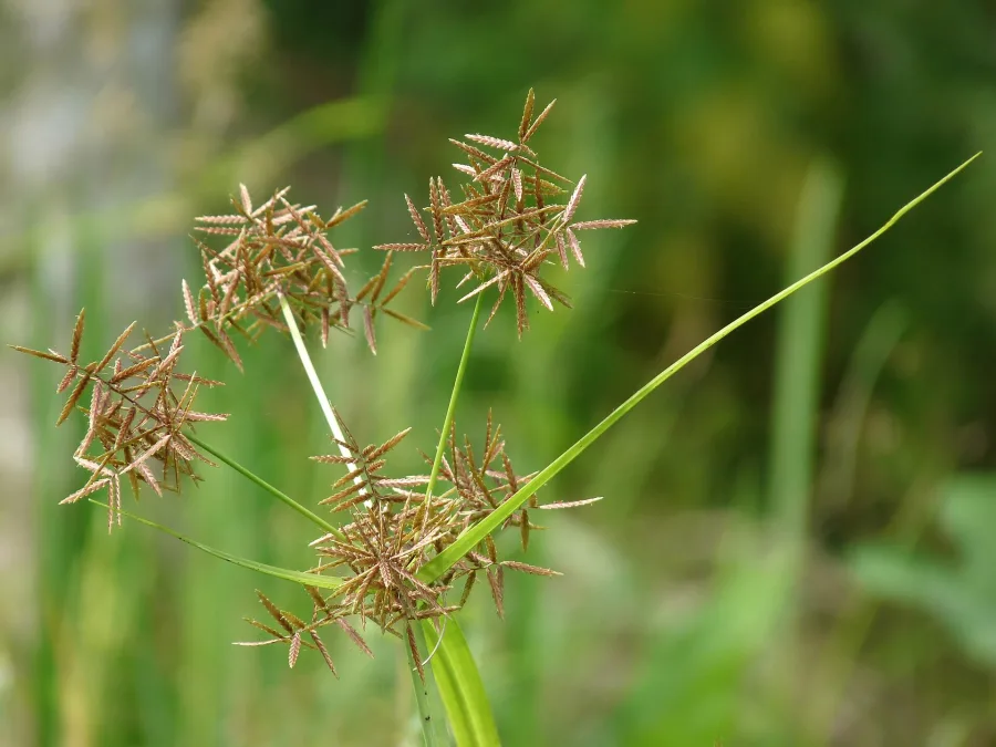 Musta (Cyperus rotundus) — rhizome