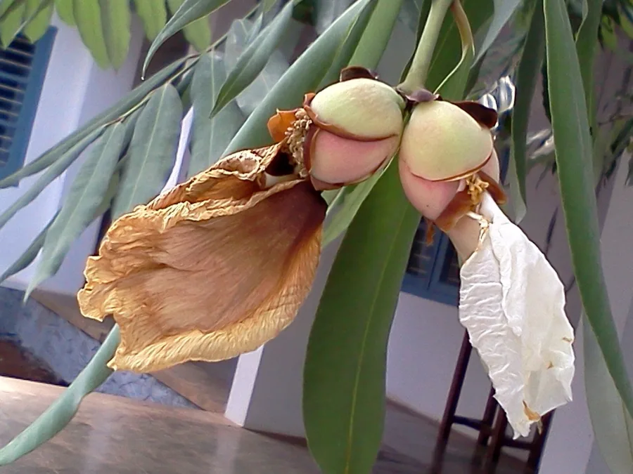 Nag Keshar (Mesua ferrea) — flower