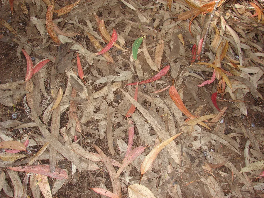 Eucalyptus Taila (Eucalyptus globulus) — leaf
