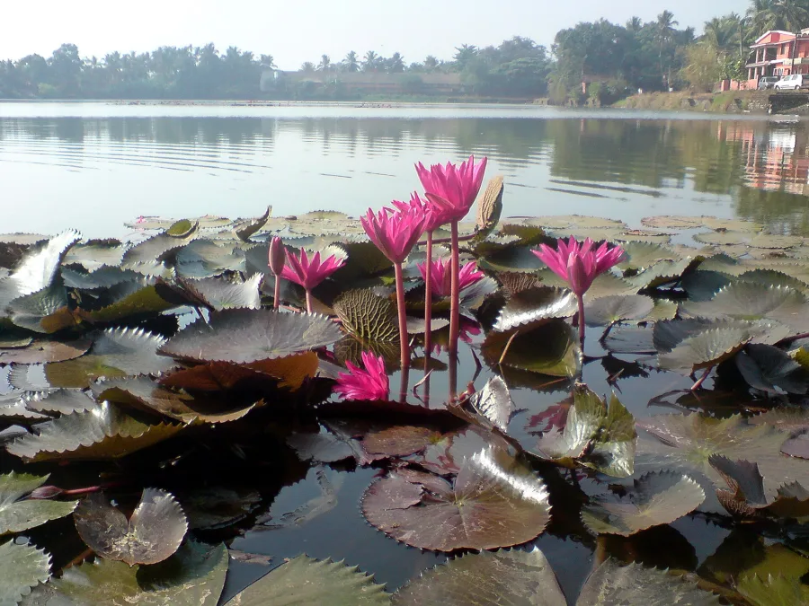 Nilotpala (Nymphaea nouchali) — flower