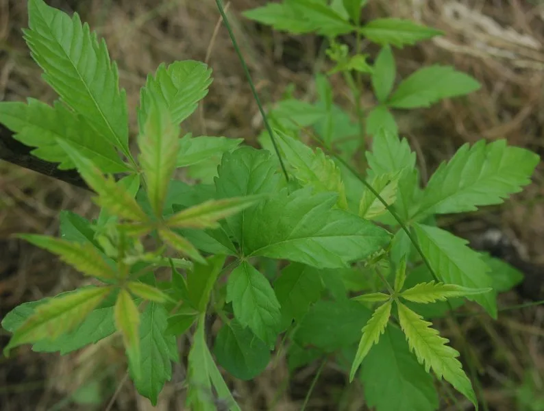 Nirgundi Ras (Vitex negundo) — leaf