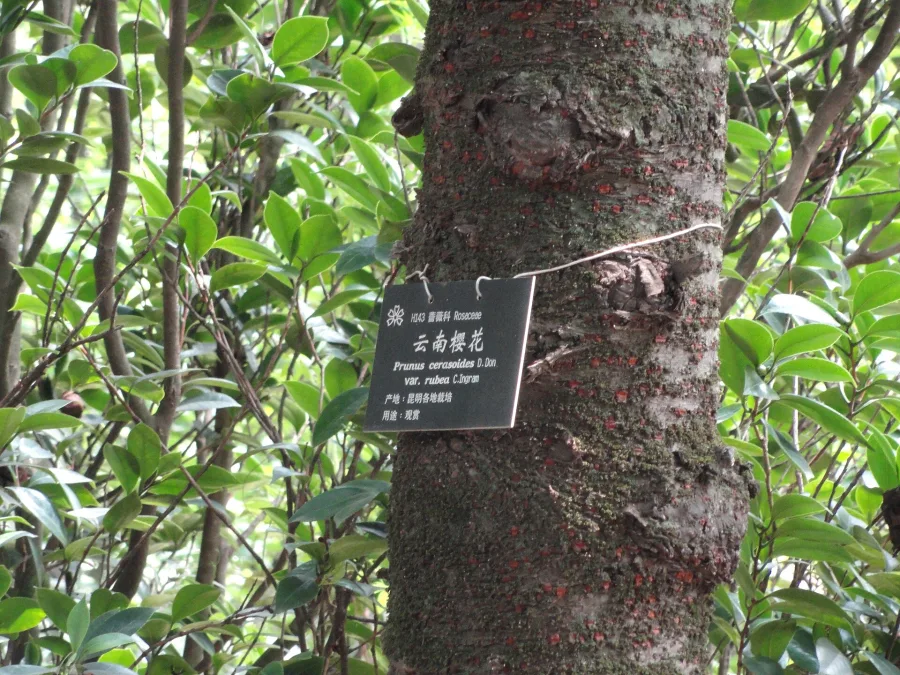 Padhmakh (Padmaka) (Prunus cerasoides) — heartwood