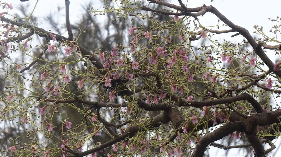 Parhal (Patala) (Stereospermum suaveolens) — stem