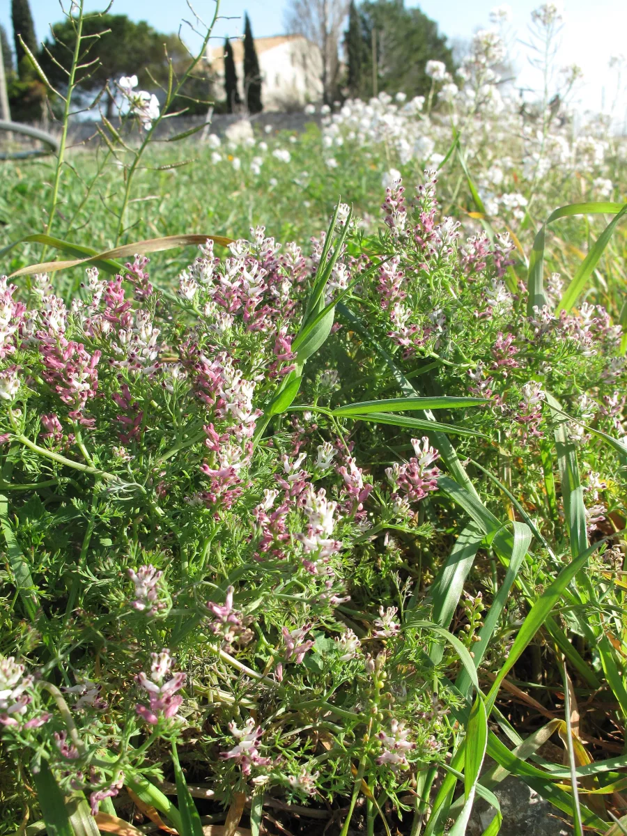 Pitta Papra (Fumaria parviflora) — whole plant