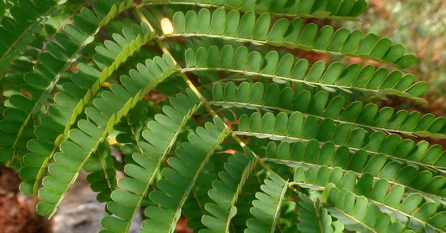 पतंग (Caesalpinia sappan) — heartwood