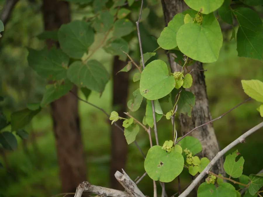 पाठा (Cissampelos pareira) — root