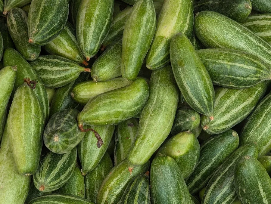 परवल (Trichosanthes dioica) — fruit