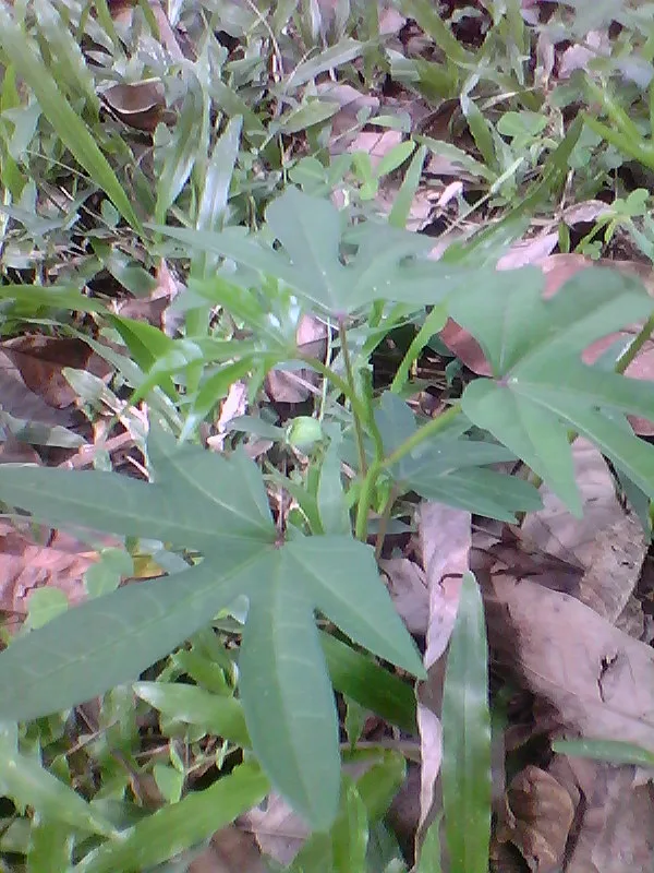 Payasa (Kshir Vidari) (Ipomoea paniculata) — root